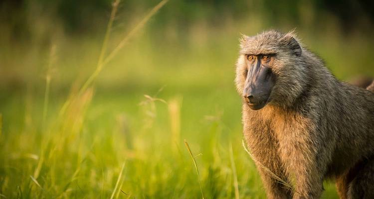 Rodea Uganda: paseos por la sabana, avistamiento de animales y circuitos a gorilas - Kawira Safaris Ltd 2