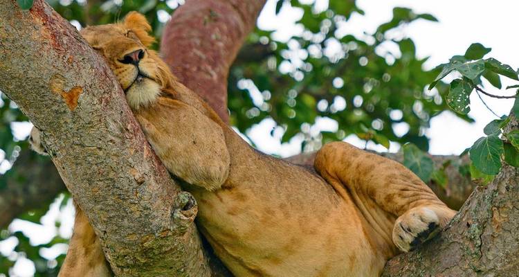 Rodea Uganda: paseos por la sabana, avistamiento de animales y circuitos a gorilas - Kawira Safaris Ltd 3