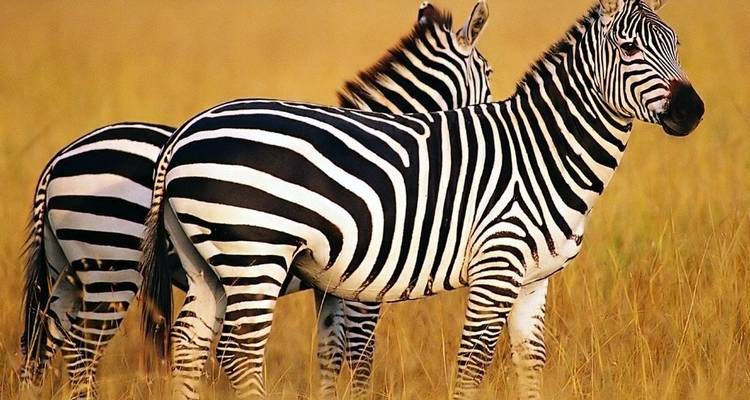 Rodea Uganda: paseos por la sabana, avistamiento de animales y circuitos a gorilas - Kawira Safaris Ltd 6