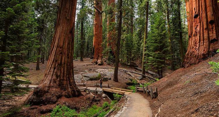 Trek dans le parc national de Yosemite - Intrepid Travel 1