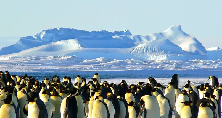 A group of penguins on a snow-covered landscape with a large iceberg in the background.
