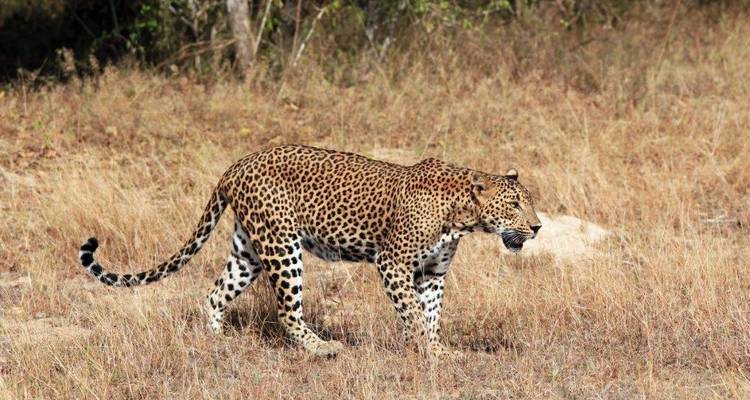 Leopardo caminando en la naturaleza.