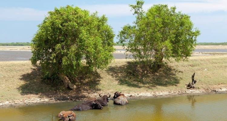 Búfalo de agua descansando junto al agua bajo los árboles.