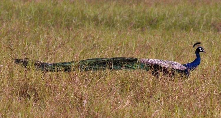 Pavo real vagando por la pradera.
