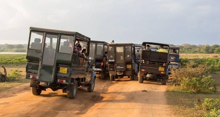 Grupo de vehículos de safari en un camino de tierra.