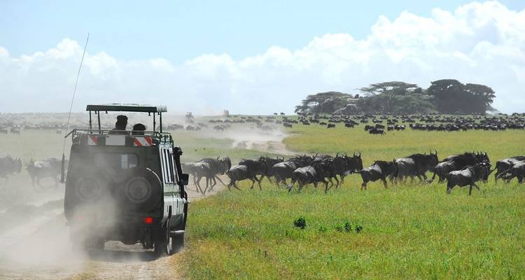 Jeep de safari s'approchant d'un troupeau de gnous.
