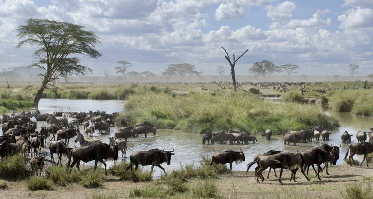Gnous traversant une rivière dans une vaste savane.