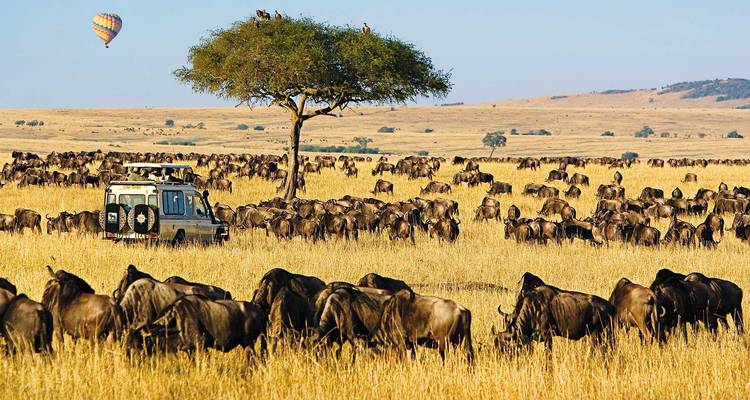 Migration de gnous avec des girafes et un arbre contre un ciel bleu dans une prairie.