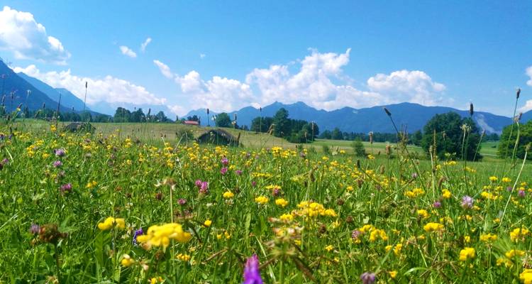 Blick aus der Froschperspektive über eine bunte Almwiese voller Wildblumen mit Bergen unter einem hellen Himmel.