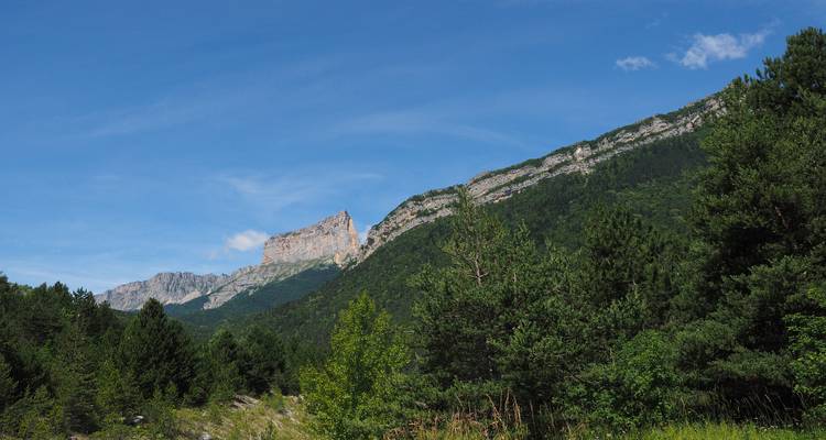 Épaisse forêt de pins avec vue sur des sommets montagneux escarpés.