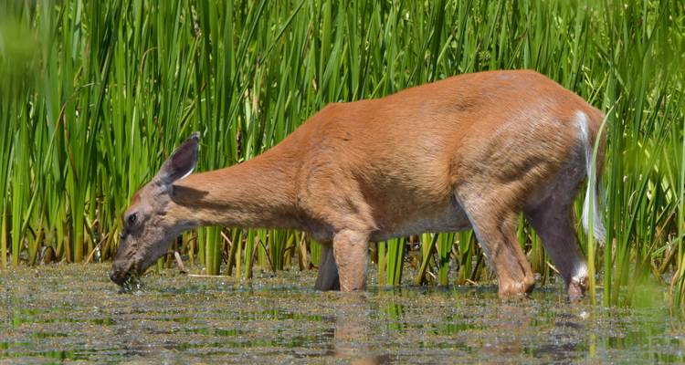 Deer drinking water in a marshy area.