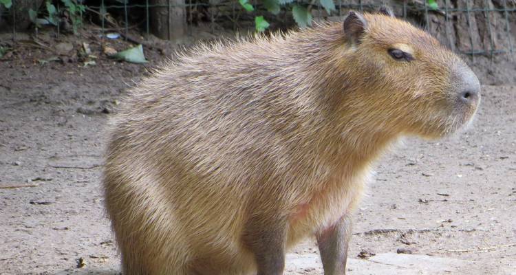 A capybara standing on the ground in a natural environment.