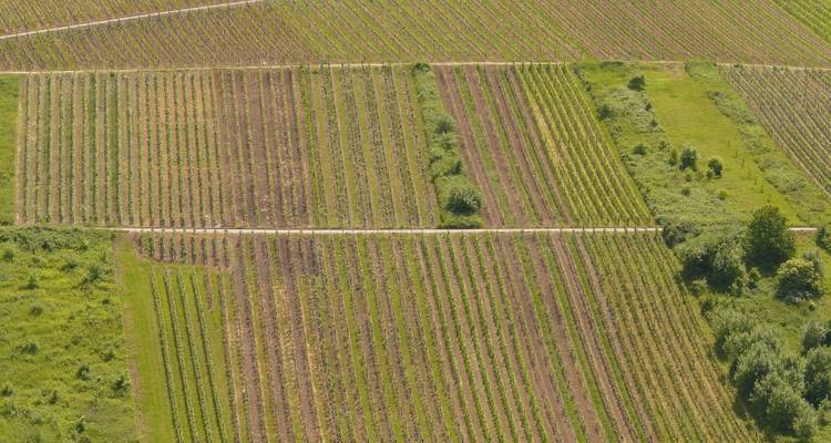 Vue aérienne de champs agricoles soigneusement arrangés dans différentes couleurs.