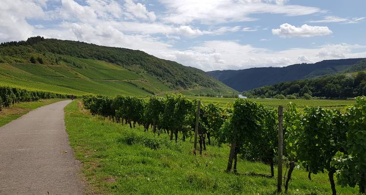Paysage de vignoble avec des collines en arrière-plan sous un ciel partiellement nuageux.