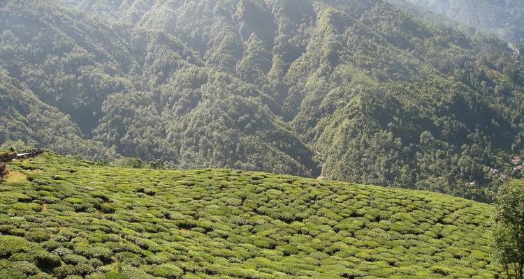 Golden Triangle Tour with Darjeeling Tea Estates - Alkof Holidays 1
