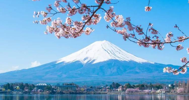 Mount Fuji omlijst door bloeiende kersenbloesemtakken boven een spiegelblanke meer op een heldere dag.