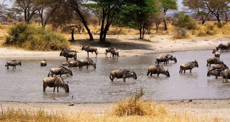 5 jours à Amboseli et Tsavo West - Safari en jeep de luxe - Gracepatt Ecotours Kenya 2