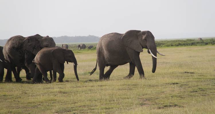 5 jours à Amboseli et Tsavo West - Safari en jeep de luxe - Gracepatt Ecotours Kenya 3