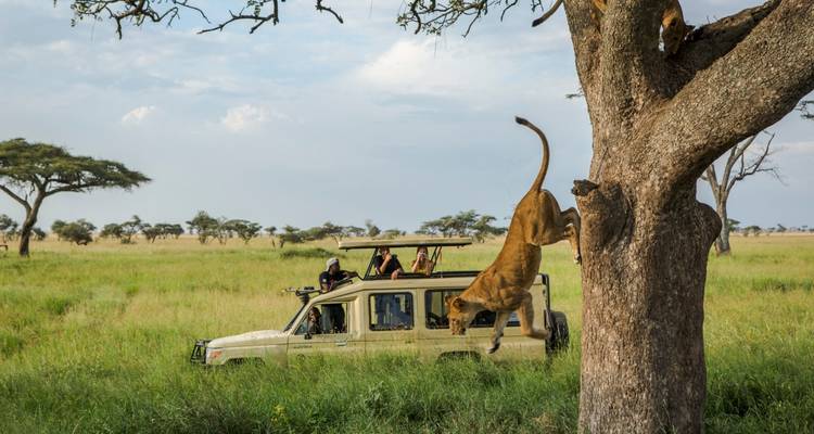 Löwin, die von einem Baum in der Nähe eines Safari-Fahrzeugs in der Savanne springt.