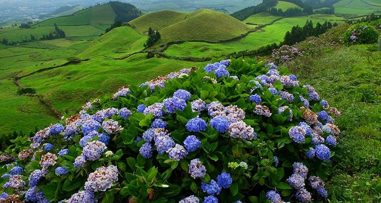 Azores: Rutas de senderismo de São Miguel - Senderismo Autoguiado - Traventuria 7