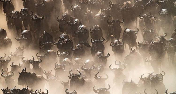 4 Days Southern Tanzania Classic Safari - Great Lake Expedition 1