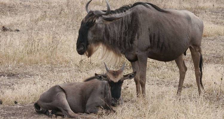 Safari big 5 dans le sud de la Tanzanie - 6 jours
 - Great Lake Expedition 4
