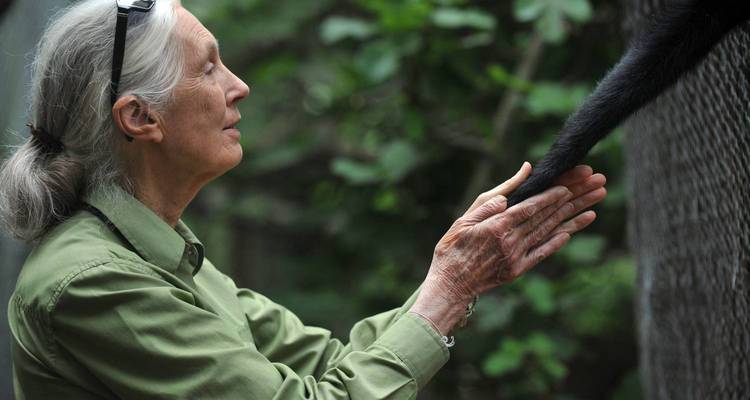 4 jours de suivi des chimpanzés à Mahale - Great Lake Expedition 1