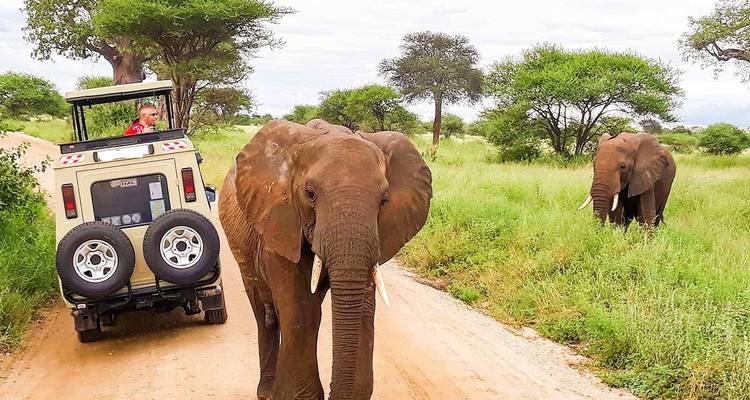 Elefante cerca de un vehículo de safari en un camino de tierra.