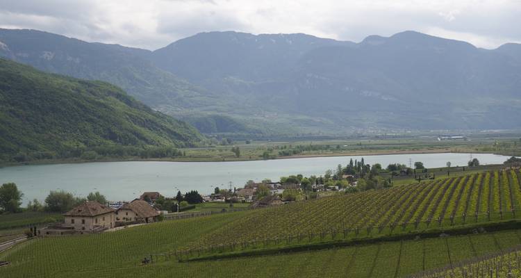 Vignobles à Trente avec montagnes.
