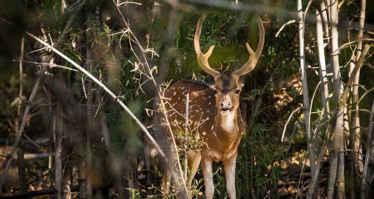 Ein Hirsch mit Geweih steht inmitten dichter Waldvegetation.