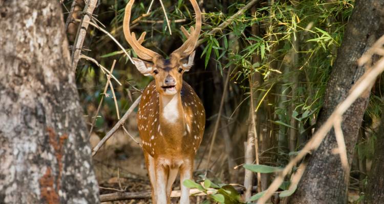 Een hert met gewei te midden van bosvegetatie, met een kalme uitstraling.