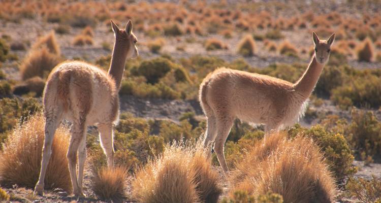 Carnaval de Oruro desde San Pedro de Atacama y Salar de Uyuni - EUROLATINO Tour Operators 9