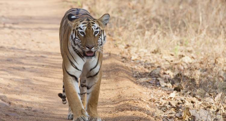 Rutas del tigre: exploración de la India central desde Delhi/Mumbai - Agora Voyages OPC Pvt Ltd 8