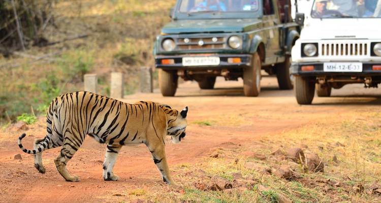 Rutas del tigre: exploración de la India central desde Delhi/Mumbai - Agora Voyages OPC Pvt Ltd 9