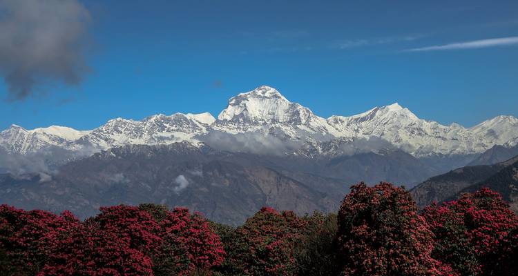 Bergblick mit blühenden Rhododendronbüschen.