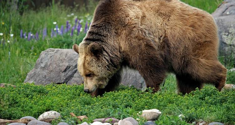 USA – Montana Glacier National Park Sun Road Llama Trek - Bucket List Group Travel LLC 2