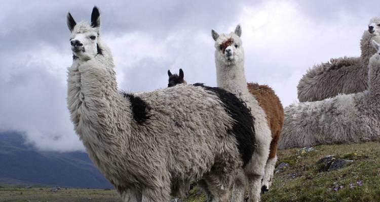 USA – Montana Glacier National Park Sun Road Llama Trek - Bucket List Group Travel LLC 6