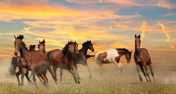USA – Montana Glacier National Park Sun Road Llama Trek - Bucket List Group Travel LLC 8