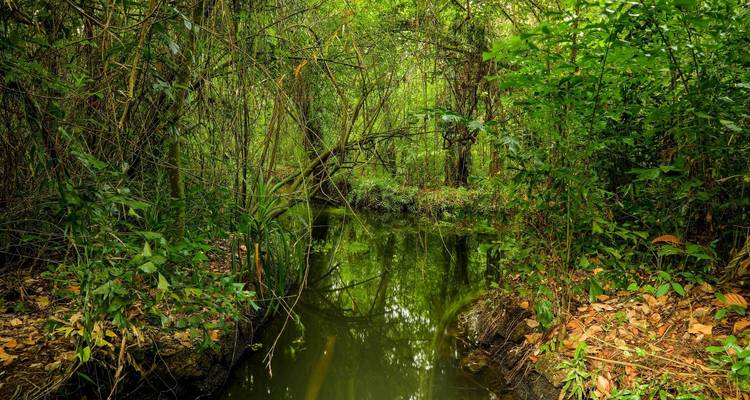 Bosque denso con un curso de agua tranquilo.