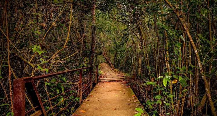 Sendero a través de la densa vegetación del bosque.