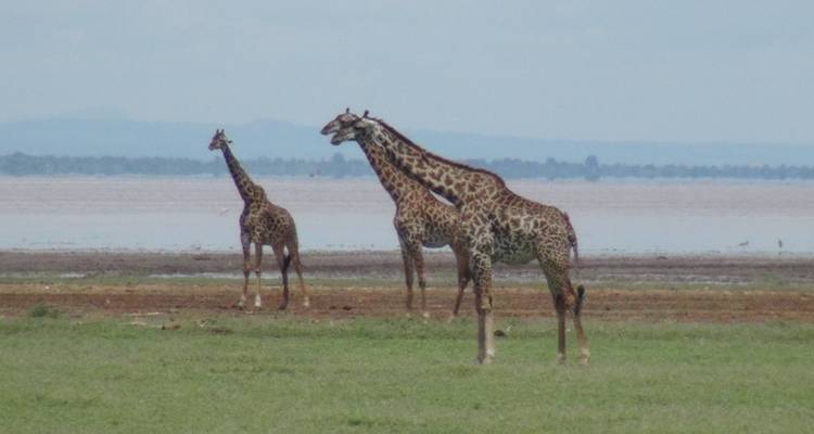 8 DAYS TANZANIA ADVENTURE WALKING SAFARIS & CULTURAL EXPERINCE - Wild Root Safaris & Adventures 8