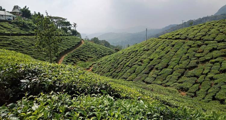 Teeplantagen auf sanften Hügeln.