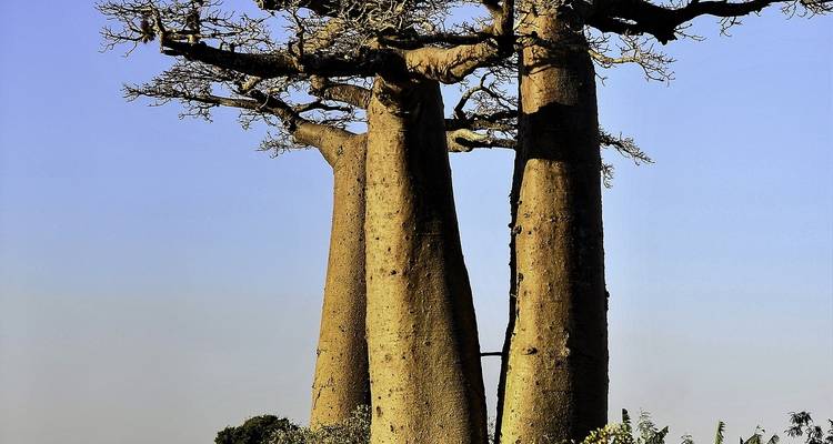 Tsingy De Bemaraha - HT Agency Tours 2
