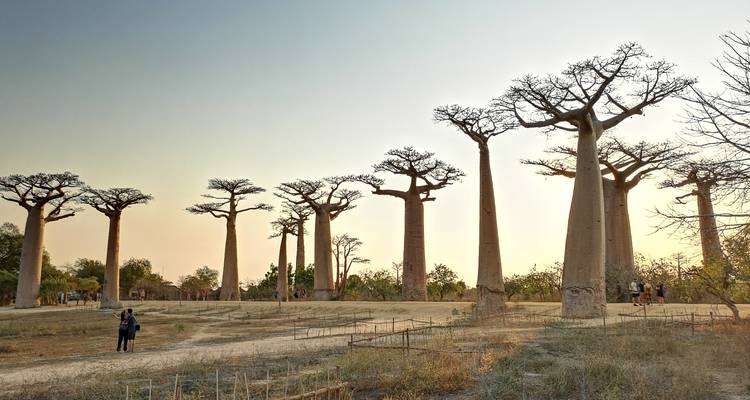 Tsingy De Bemaraha - HT Agency Tours 6
