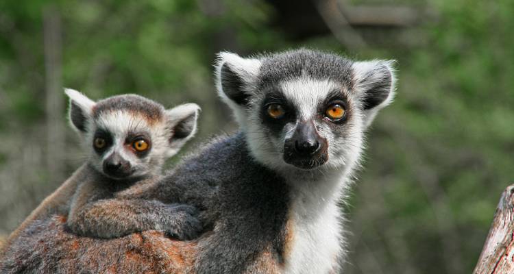 Madagascar Grandes paquetes turísticos - ideal para mayores de 50 años - HT Agency Tours 1