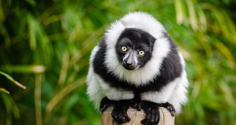 Madagascar Grandes paquetes turísticos - ideal para mayores de 50 años - HT Agency Tours 2