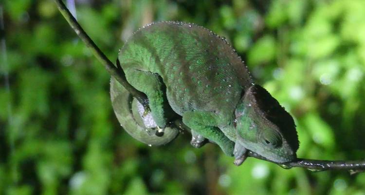 Madagascar Grandes paquetes turísticos - ideal para mayores de 50 años - HT Agency Tours 7