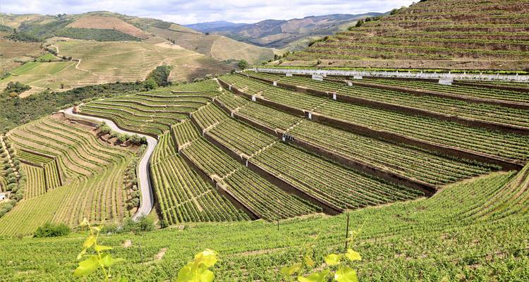 Terraced vineyards stretching across the hillside.