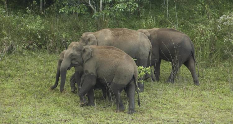 Een kleine kudde olifanten in een grazig veld.