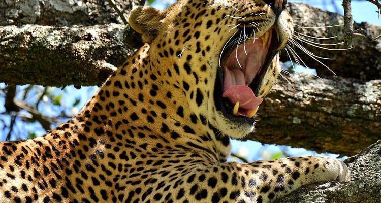 10 jours de migration des grands gnous dans le nord de la Tanzanie. - Meru Slopes Tours and Safaris ltd 2